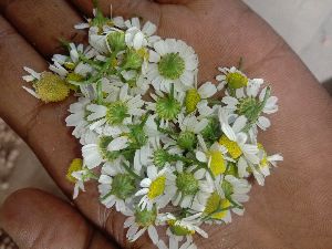 Chamomile dry flower