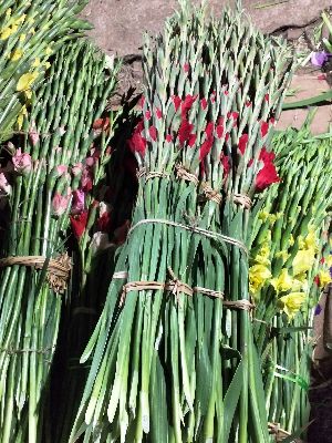 Fresh Cut Gladiolus Flowers