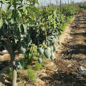 Alphonso Mango Plant