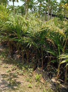 Areca Palm Plant