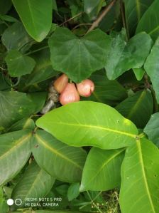 Java Apple Plant