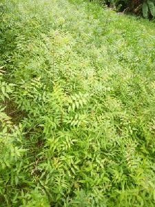 malabar neem plant