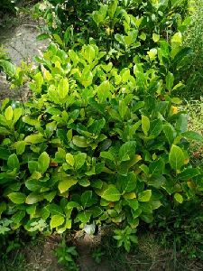 Red Jackfruit Plant