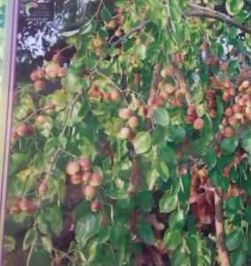 Seedless Apple Ber Plant