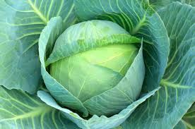 Fresh Cabbage