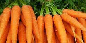 Fresh Carrot