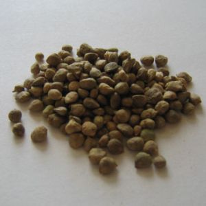 Malabar Spinach Seeds