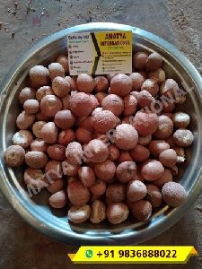 Dried Betel Nuts