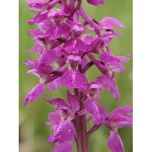 Orchis Mascula Extract