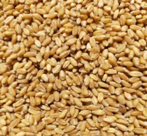 Wheat Seeds