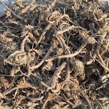 Indian Akarkara Dry Root