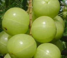 Fresh Amla