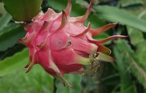 Fresh Dragon Fruit