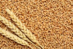 Brown Wheat Seeds