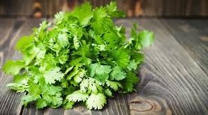 Fresh Coriander Leaves