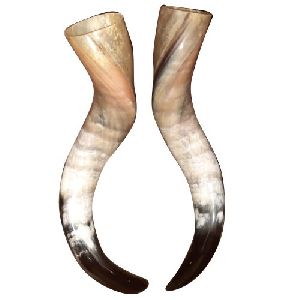 32 Inch Animal Horn