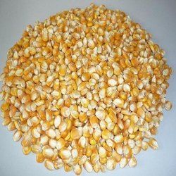 Maize Cattle Feed (Yellow Maize)