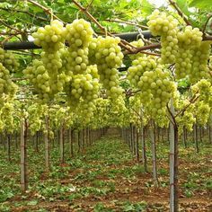 Fresh Green Grapes