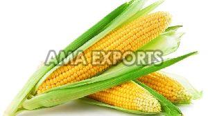 Yellow Maize