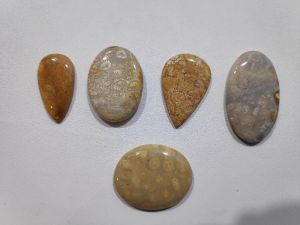 Fossil Coral stones