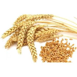 Wheat Seeds