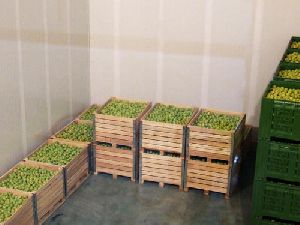 Vegetable Cold Storage Room