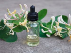 Honeysuckle Absolute Oil