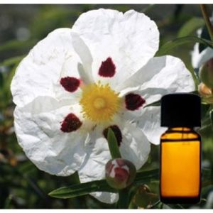 Labdanum Absolute Oil