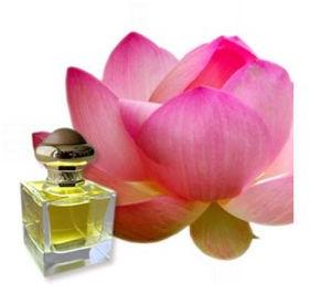 Lotus Pink Absolute Oil