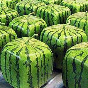 Square Watermelon