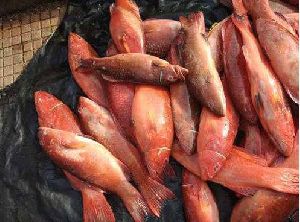 Fresh Coral Trout Fish