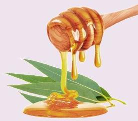 Eucalyptus Honey