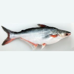 Fresh Basa Fish