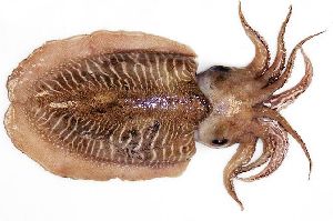 Fresh Cuttlefish