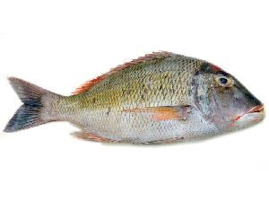 Fresh Emperor Fish