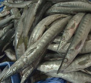 Fresh Sheela Fish