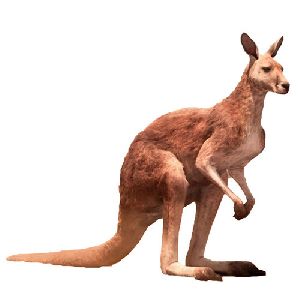 Fiber Kangaroo Statue