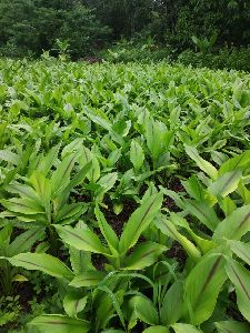 Black Turmeric Nursery plant