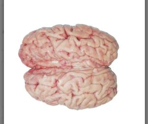 Buffalo Brain