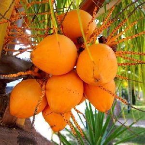 orange tender coconut