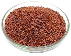 Ragi Seeds