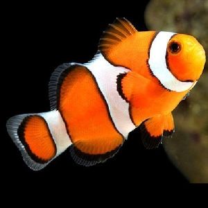 Multicolor Percula Clown Fish