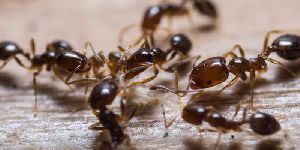 Ant Pest Control Service