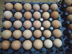 Poultry Egg