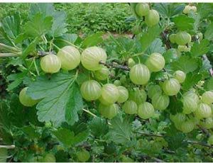 Amla Tree Plant