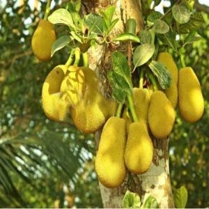 JACK FRUIT PLANT- ALL TIME