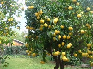 Seedless Lemon Tissue Culture Plants