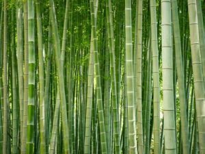 Green Bamboo Pole