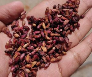 Dry Pomegranate seed
