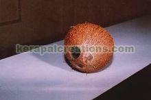 Natural Whole Coconut Shell